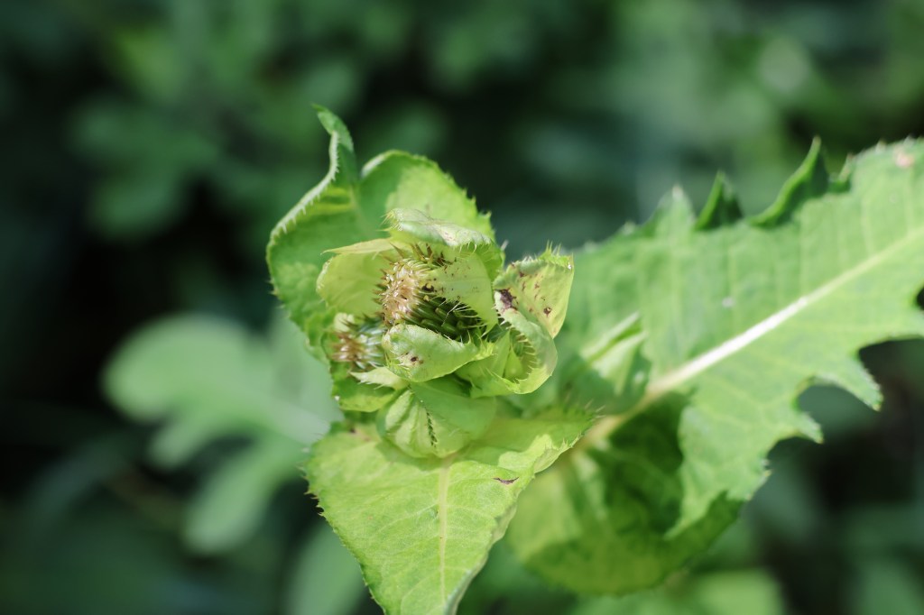 Die Magie der Naturfotografie: Grundlagen für beeindruckende&nbsp;Aufnahmen